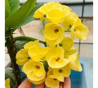 Semi di spine di Cristo, Euphorbia milii, balcone di semi di acquistare la spina di Cristo resistenti regali per giardinieri regali sostenibili 400pcs