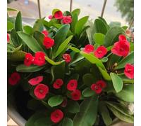 Semi di spine di Cristo, Euphorbia milii, biologici, semi acquistare la spina di Cristo da balcone resistenti 500pcs