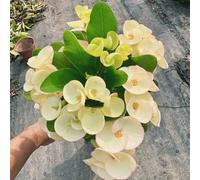 Semi di spine di Cristo, Euphorbia milii, biologici semi acquistare la spina di Cristo d'appartamento verdi regali 300pcs