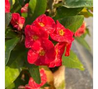 Semi di spine di Cristo, Euphorbia milii, da balcone resistenti acquistare la spina di Cristo Le da giardino sono regali 500pcs