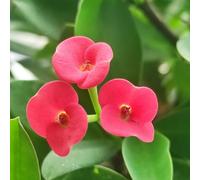 Semi di spine di Cristo, Euphorbia milii, d'appartamento in acquistare la spina di Cristo regali per giardinieri autunnali decorativi 350pcs