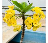 Semi di spine di Cristo, Euphorbia milii, d'appartamento verdi acquistare la spina di Cristo biologici 100pcs