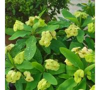 Semi di spine di Cristo, Euphorbia milii, Le da giardino sono acquistare la spina di Cristo da balcone resistenti 250pcs