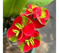 Semi di spine di Cristo, Euphorbia milii, regali da giardino per le donne acquistare la spina di Cristo biologici semi d'appartamento 200pcs