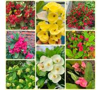 Semi di spine di Cristo, Euphorbia milii, regali per giardinieri acquistare la spina di Cristo autunnali decorativi semi di regali 200pcs