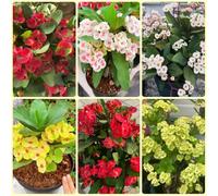 Semi di spine di Cristo, Euphorbia milii, resistenti per il giardino acquistare la spina di Cristo semi di balcone 600pcs