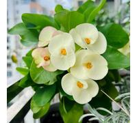 Semi di spine di Cristo, Euphorbia milii, verdi da balcone acquistare la spina di Cristo d'appartamento che purificano l'aria biologici 300pcs