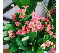 Semi di spine di Cristo jardín, 200pcs