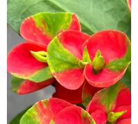 Semi di spine di Cristo, per luoghi soleggiati da giardino roccioso resistenti serre da balcone semi di da soggiorno semi di decorazione floreale 600pcs