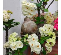 Semi di spine di Cristo, rare regali per gli amanti del giardino esotiche da ufficio semi di autunnali resistenti decorazione floreale 300pcs