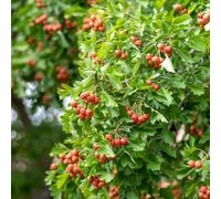 semi di spino - alberi da giardino per uomini, colonnario resistente, balcone resistente letto elevato per balcone semi 120pcs