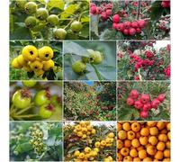 semi di spino biologici semi di decorazione balconi con in resistente all'aperto in spaldera 20pcs