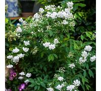 Semi di Spiraea Salicifolia - da giardino resistenti perenni regali per gli amanti del giardino da giardino roccioso resistenti resistenti per il giardino 500pcs