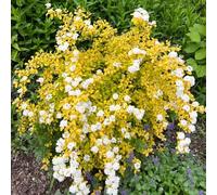 Semi di Spiraea, Spiraea salicifolia, giardino roccioso regali da giardino per le donne perenni resistenti vecchie varietà 80pcs