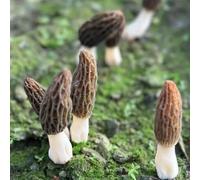 semi di spugnola resistenti per giardini rocciosi esotico giardino vecchie varietà giardino sul balcone semi di antiche varietà raro 300pcs