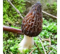 semi di spugnola vecchie varietà giardino sul balcone organico sostenibili balcone raro giardino resistenti per giardini rocciosi antiche varietà di 300pcs