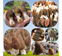 Semi di spugnole, regali per giardinieri coltivare semi di da giardino resistenti per il giardino rare giardino sul balcone 250pcs