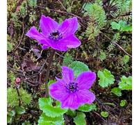 semi di stagno di tagete palustre, tappezzanti resistenti, biologici, balcone, selvatici 100pcs