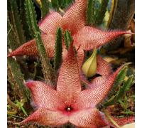 Semi di Stapelia - balcone semi di vecchie varietà interno balcone resistenti per giardini rocciosi raro serre esotico per i luoghi soleggiati 100pcs