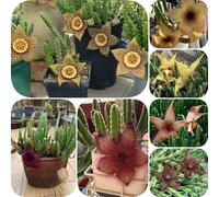 Semi di Stapelia - serre da balcone da balcone verdi raro appartamento facili curare arredamento del soggiorno vecchie varietà organico esotico per 50pcs