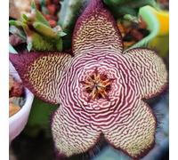Semi di Stapelia - vecchie varietà balcone decorazione resistenti per giardini rocciosi arredamento del soggiorno raro semi di esotico 80pcs