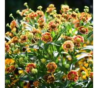 Semi di starnuto, per luoghi soleggiati Helenium autunnale, da giardino roccioso resistenti balcone vecchie varietà 300pcs