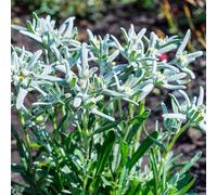 Semi di stella alpina - balcone semi di vecchie varietà per giardinieri raro per i luoghi soleggiati organico copertura del terreno 500pcs