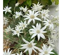 Semi di stella alpina - di semi decorazioni giardino per esterni vecchie varietà per i luoghi soleggiati esotico organico selvatici copertura del terreno 200pcs