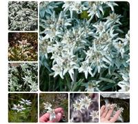 Semi di stella alpina - Leontopodium alpinum - semi di resistenti per il giardino da balcone resistenti 500pcs