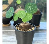 Semi di Stephania Erecta - d'appartamento antiche varietà le sono resistenti per il giardino da balcone, orto 10pcs