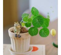 Semi di Stephania Erecta - resistenti per il giardino d'appartamento le sono che purificano l'aria decorazione 30pcs