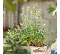semi di stevia coltivazione di giardino selvatiche per i luoghi soleggiati verdi resistenti per giardini rocciosi giardino 100pcs