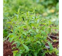 semi di stevia, giardino di verdi resistenti per il giardino vecchie varietà da roccioso semi regali per giardinieri medicinali da balcone 400pcs
