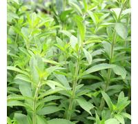 semi di stevia giardino semi di resistenti per giardini rocciosi esotico raro per i luoghi soleggiati copertura del terreno 550pcs