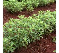 Semi di stevia, semi aromatiche regali per giardinieri giardino balcone con aiuola aromatiche per giardino rare medicinali da 650pcs