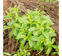 Semi di stevia, vecchie varietà prodotti sostenibili resistenti giardino semi medicinali verdi aromatiche per aiuole rialzate 400pcs