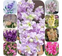 semi di stock vecchie varietà di balcone esotici estivi semi serre balcone d'appartamento rare resistenti selvatici arredamento del 500pcs