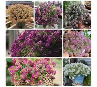 Semi di Stoneweed, Lobularia maritima, resistenti per il giardino Semi di Stonewort, copertura del terreno perenne 800pcs