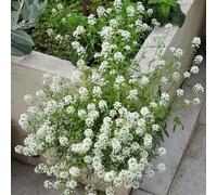 Semi di Stoneweed, Lobularia maritima, Semi di Stonewort, da giardino sementi biologiche decorazione del giardino per esterno 150pcs