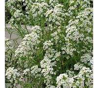 Semi di Stoneweed, Lobularia maritima, Semi di Stonewort, decorazione di campo autunnali resistenti 1000pcs