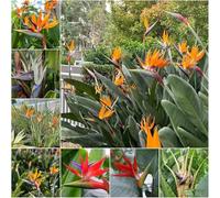 semi di strelitzia - da balcone resistenti, semi decorativi bonsái resistenti per giardino, ave 80pcs
