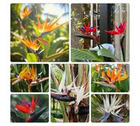 Semi di Strelitzia - giardino interno del paradiso biologiche 120pcs