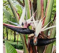 Semi di Strelitzia - ornamentali ufficio d'appartamento facili curare vecchie varietà esotiche resistenti interno d'appartamento purificatrici 15pcs