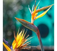 Semi di Strelitzia, perenni semi di per luoghi soleggiati vecchie varietà semi di come per gli ospiti 25pcs