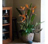 Semi di Strelitzia - serre balcone d'appartamento facili curare per i luoghi soleggiati resistenti semi di interno arredamento del soggiorno 30pcs