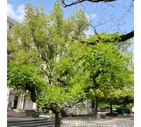 Semi di Styphnolobium japonicum, resistenti di Sophora japonica, esotiche resistenti, compra sementi biologiche, balcone 250pcs