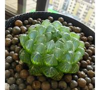 Semi di succulenti succulente - ornamentali balcone decorazione balcone rialzato letto ufficio resistenti vaso giardino per vaso 150pcs