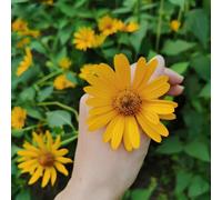 Semi di Suneye, sementi biologiche, da balcone Heliopsis helianthoides, le da giardino roccioso sono resistenti 150pcs