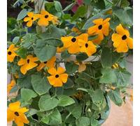 Semi di Susan dagli occhi neri - decorazione floreale rampicanti resistenti semi di esotico vecchie varietà resistenti per giardini rocciosi per gli amanti 150pcs