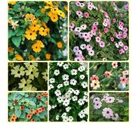 Semi di Susan dagli occhi neri, le da giardino roccioso sono resistenti Thunbergia alata - regali insoliti per balcone, semi di regali per gli amanti del 300pcs